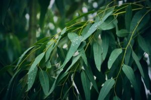 Grants for native plants