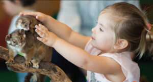 Dinos, Diprotodons and discoveries at pop-up museum