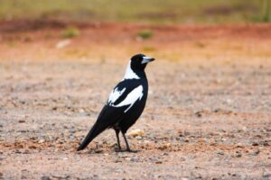 Count birds in your backyard