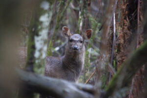 Deer culling in Macedon Regional Park