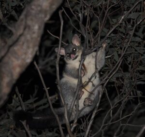Night of woodland wonder