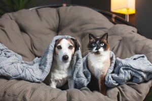 Keep pets safe during fireworks