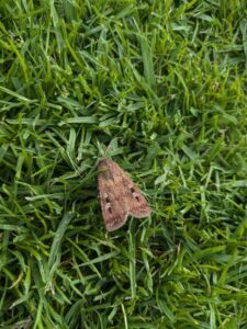 Moths after dark event