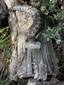 Help keep Blue-tongues safe