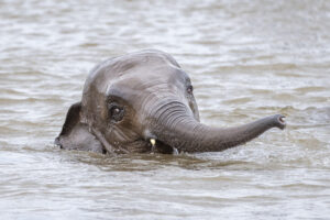 Keeping cool on the savannah
