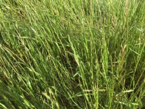 Concerns over median strip growth