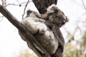 High number of koala roadstrikes in Ranges