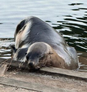Maribyrnong seal dies